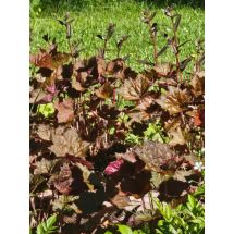 2026-06-18 Marmoralunrot Heuchera micrantha 'Palace Purple'
