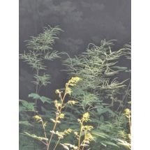 Aruncus dioicus