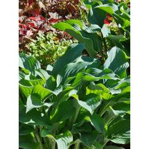 2026-06-18 Trädgårdsfunkia Hosta 'Krossa Regal'