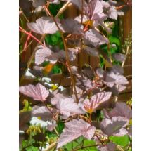 2026-06-18 Physocarpus opulifolius 'Diabolo'