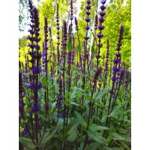 2026-06-20 Salvia x sylvestris ’Blue Queen’