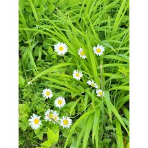 2026-06-20 Prästkrage Leucanthemum vulgare 'Maikönigin'