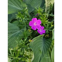 2026-06-20 Blodnäva Geranium sanguineum