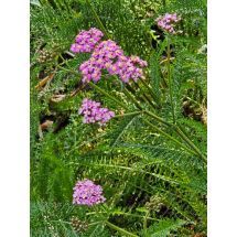 2025-09-10-16-28 Trädgårdsröllika 'Sassy Summer Taffy' (Achillea millefolium)