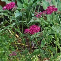 2026-06-20 Röd röllika 'Cerise Queen' (Achillea millefolium)