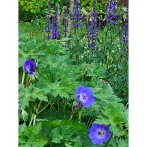 2026-06-22 Geranium himalayense