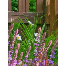 2026-06-23 Lavendel Lavandula angustifolia