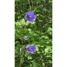 2026-06-25 Campanula persicifolia