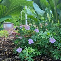 2026-06-26 Geranium sanguineum var. Striatum