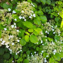 2026-06-27 Köynnöshortensia (Hydrangea anomala)