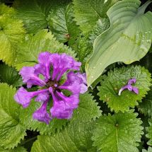 2026-07-03 Jalopähkämö Stachys macrantha