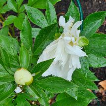2026-07-03 Kiinanpioni 'Duchesse de Nemours'