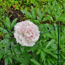 2026-07-03 Kiinanpioni Paeonia 'Sarah Bernhardt'