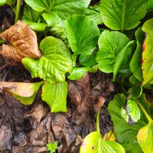 Bergenia cordifolia - ei syötävä kasvi