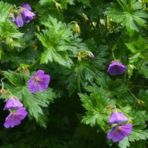 2026-07-05 Idänkurjenpolvi Geranium himalayense