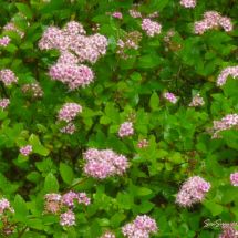 2026-07-05 Keijuangervo Spiraea japonica 'Little princess'