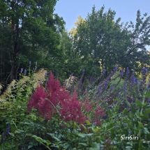 2026-07-12 Japaninjaloangervo Astilbe 'Montgomery'