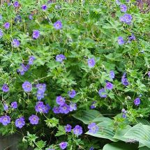 2026-07-15 Idänkurjenpolvi Geranium himalayense