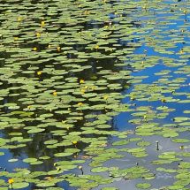 2026-07-16 Ulpukka Nuphar lutea