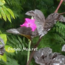 Maaret