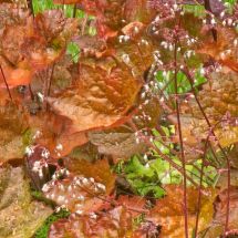 2026-07-25 Purppurakeijunkukka Heuchera micrantha 'Palace Purple'
