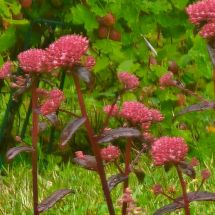 2026-07-25 Komeamaksaruoho Sedum 'Purple Emperor'