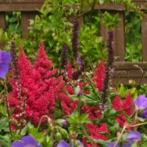 2026-07-25 Japaninjaloangervo Astilbe 'Montgomery'