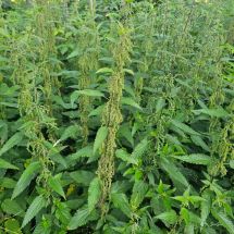 HNP27443 Nokkonen Urtica dioica