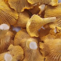 HKN27398 Kanttarelli Cantharellus cibarius