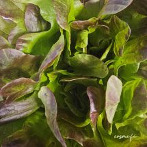 HNP27486 Ruustinna Lettuce