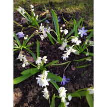 2025-05-15-16-15 Scilla siberica 'Alba'
