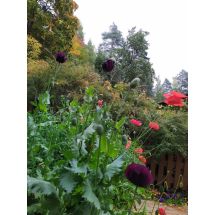2020 Many different poppies