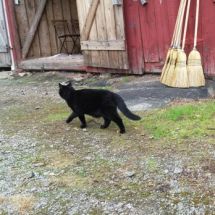 Lycklig katt