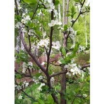 2025-05-21 Siniluumu Prunus domestica 'Sinikka'
