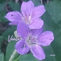 Venla