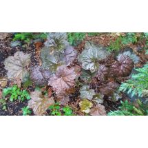 2016-06-18 Heuchera