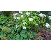 2015-08-31 Hortensia
