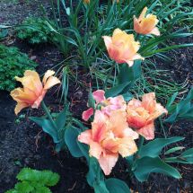 2025-05-29 Tulppaani 'Orange Passion'