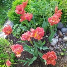 2025-06-02 Tulppaani