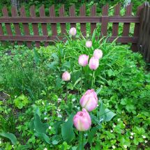 2025-06-02 Tulppaani