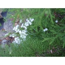 2011-06-10 Sammalleimu valkoinen Phlox subulata 'Maischnee'