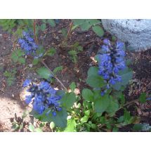 2011-06-10 Rönsyakankaali Ajuga reptans ’Atropurpurea’