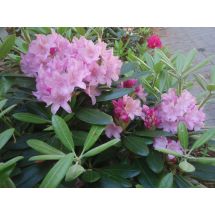 2011-06-10 Rhododendron