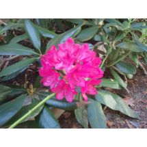 2011-06-10 Rhododendron