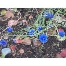 2008 Ruiskaunokki Centaurea cyanus 'Blue Boy'