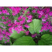 2011-06-10 Sammalleimu Atropurpurea Phlox subulata ’Atropurpurea’