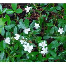 2016-06-18 Potentilla Tridentata 'Nuuk'