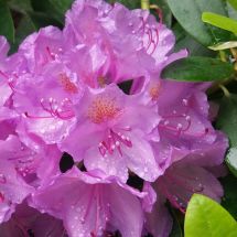 2020 Rhododendron