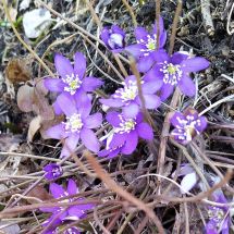 2020-04-08-14-14 Blue Anemone