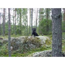 2000-08-28 Ihmisen paras ystävä